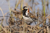 Strnad severni - Calcarius lapponicus 2845